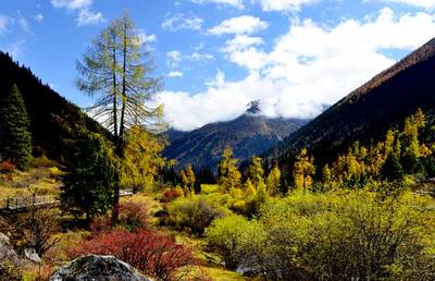 四川省林業(yè)廳領導到達古冰山考察調(diào)研