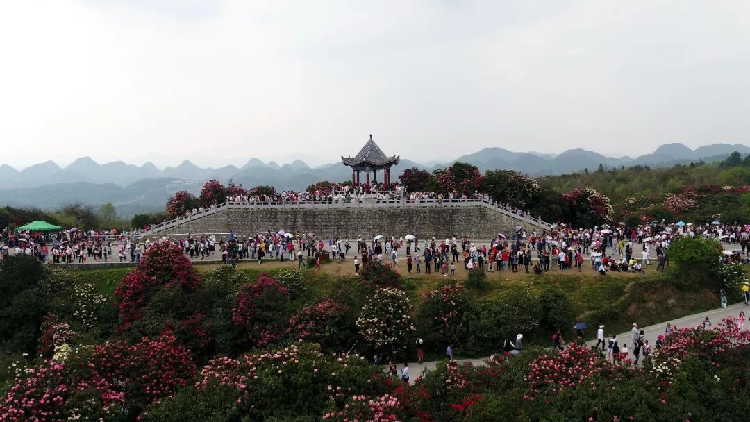 關(guān)于百里杜鵑景區(qū)接待量已經(jīng)飽和的緊急通知!